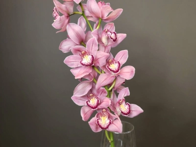 Орхидея Цимбидиум розовая