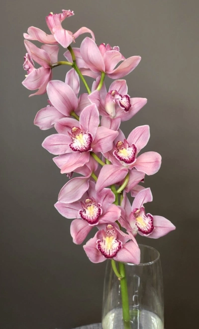 Орхидея Цимбидиум розовая