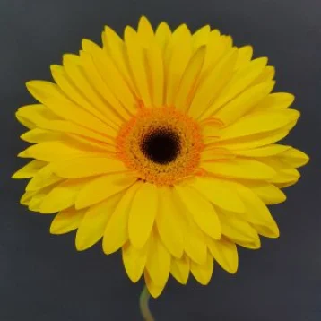 Гербера желтая