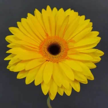 Гербера желтая