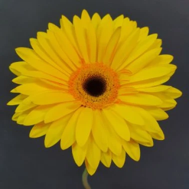 Гербера желтая