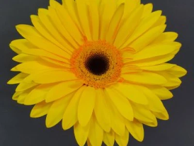 Гербера желтая