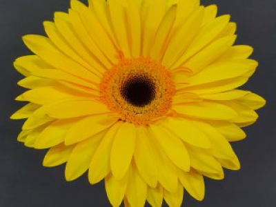 Гербера желтая