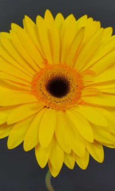 Гербера желтая