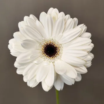 Гербера белая