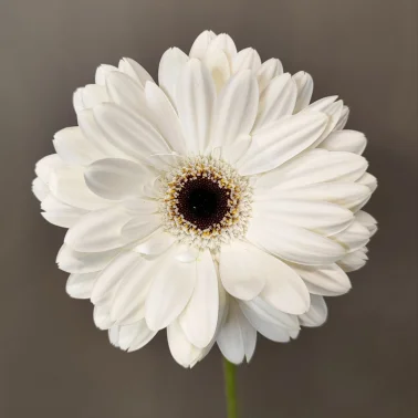 Гербера белая