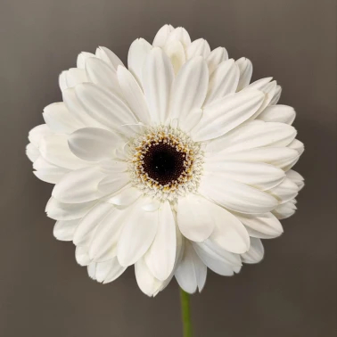 Гербера белая