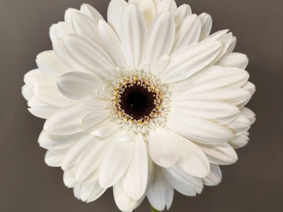 Гербера белая