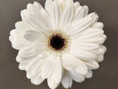 Гербера белая