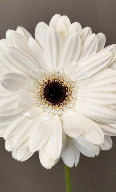 Гербера белая