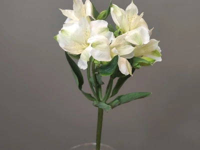 Альстромерия белая