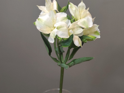 Альстромерия белая