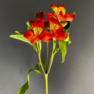 Альстромерия желто-оранжевая