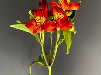 Альстромерия желто-оранжевая