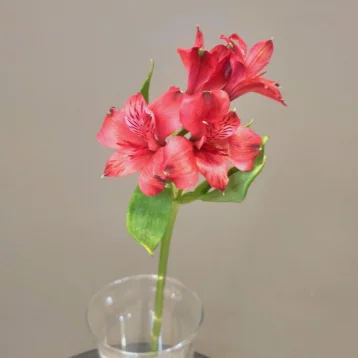 Альстромерия красная