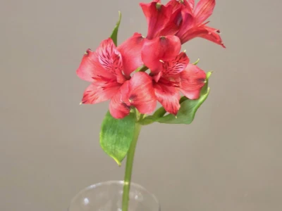 Альстромерия красная