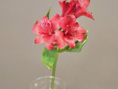 Альстромерия красная