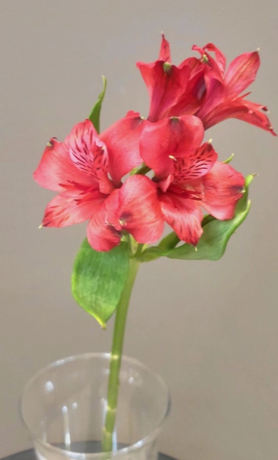 Альстромерия красная