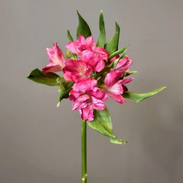 Альстромерия розовая