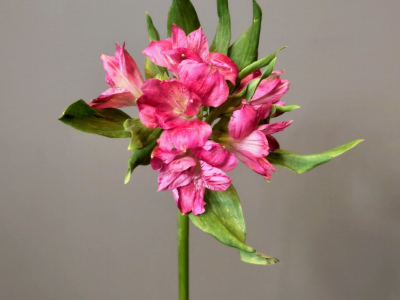 Альстромерия розовая