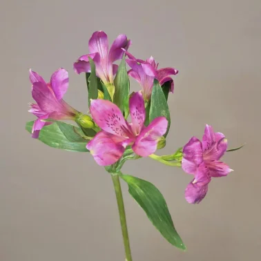 Альстромерия сиреневая