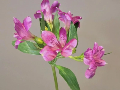 Альстромерия сиреневая