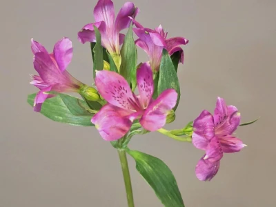 Альстромерия сиреневая