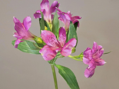 Альстромерия сиреневая