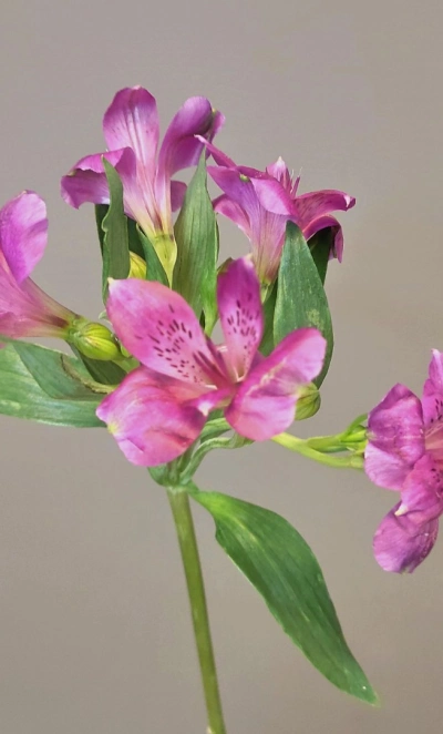 Альстромерия сиреневая