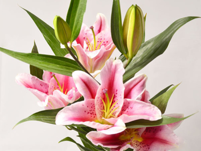 Лилия Кассини