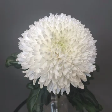 Хризантема Магнум