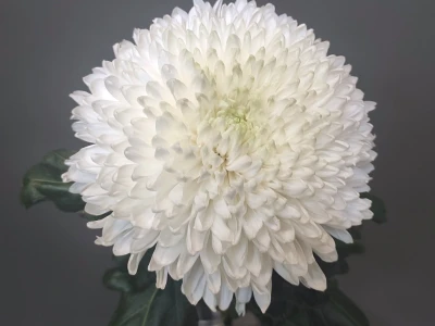 Хризантема Магнум