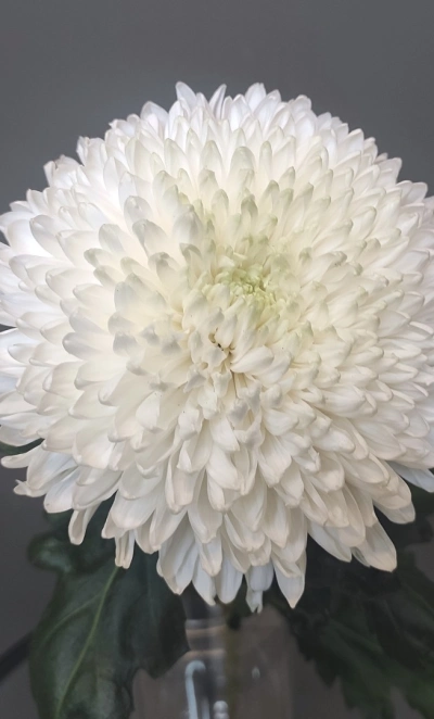 Хризантема Магнум