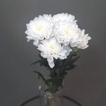 Хризантема махровая белая