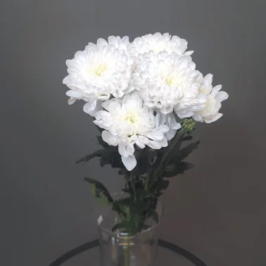 Хризантема махровая белая