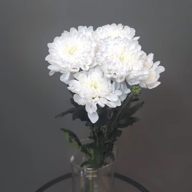 Хризантема махровая белая