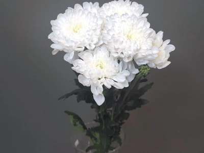 Хризантема махровая белая