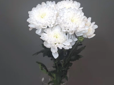 Хризантема махровая белая