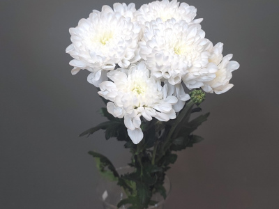 Хризантема махровая белая