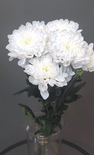 Хризантема махровая белая