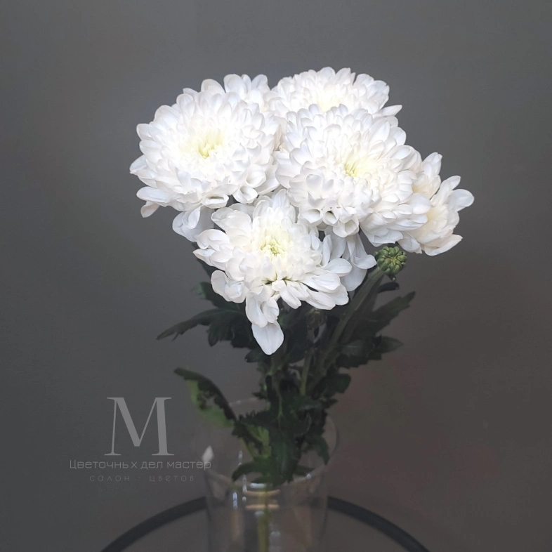 Хризантема махровая белая