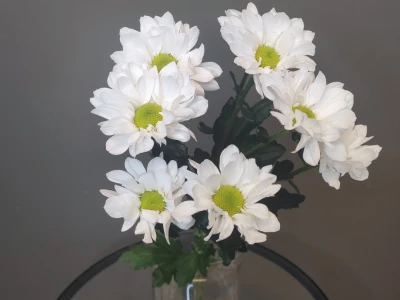 Хризантема ромашка белая