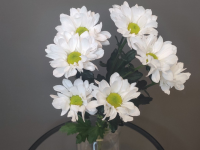 Хризантема ромашка белая