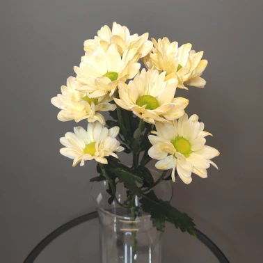 Хризантема ромашка желтая