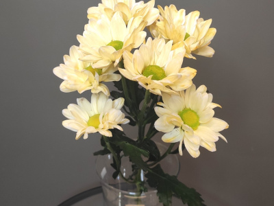 Хризантема ромашка желтая