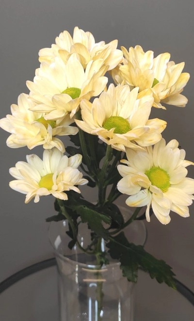 Хризантема ромашка желтая