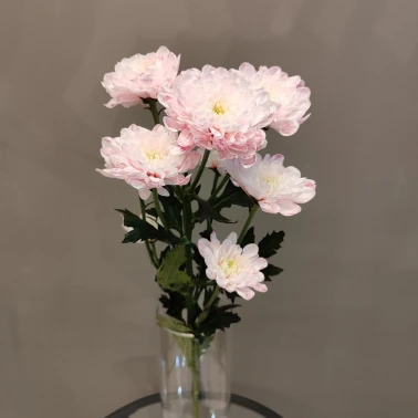 Хризантема кустовая розовая