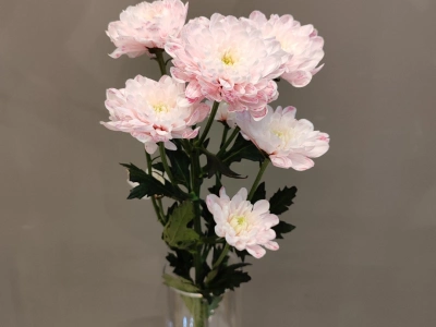 Хризантема кустовая розовая