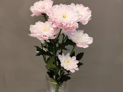 Хризантема кустовая розовая