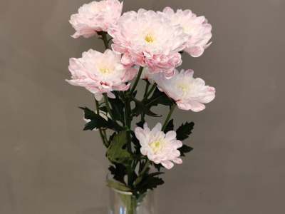 Хризантема кустовая розовая